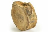 Fossil Ichthyosaur (Brachypterygius) Vertebra - England #316883-2